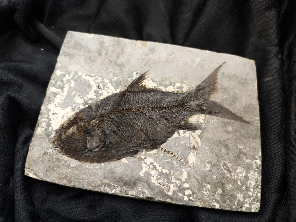 Fisch, Gattung? Oligozän, Cereste, Südfrankreich