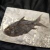 Fisch, Gattung? Oligozän, Cereste, Südfrankreich