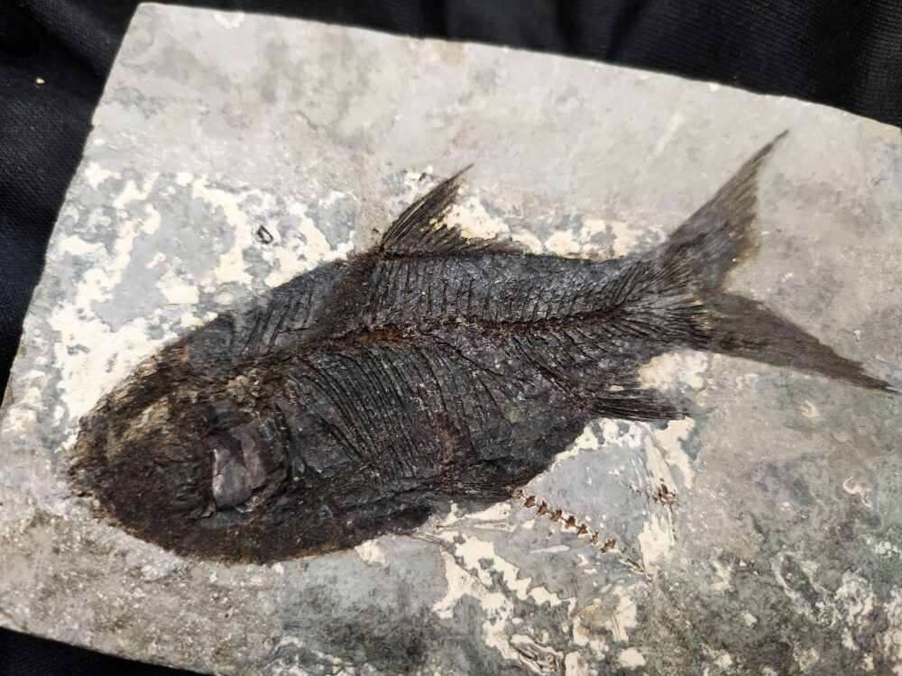 Fisch, Gattung? Oligozän, Cereste, Südfrankreich