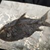 Fisch, Gattung? Oligozän, Cereste, Südfrankreich