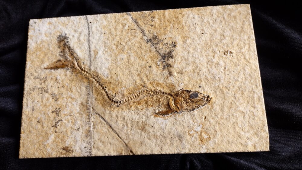 Fisch Tharsis dubius, Malm, Solnhofen  * verkauft *