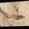 Fisch Tharsis dubius, Malm, Solnhofen  * verkauft *