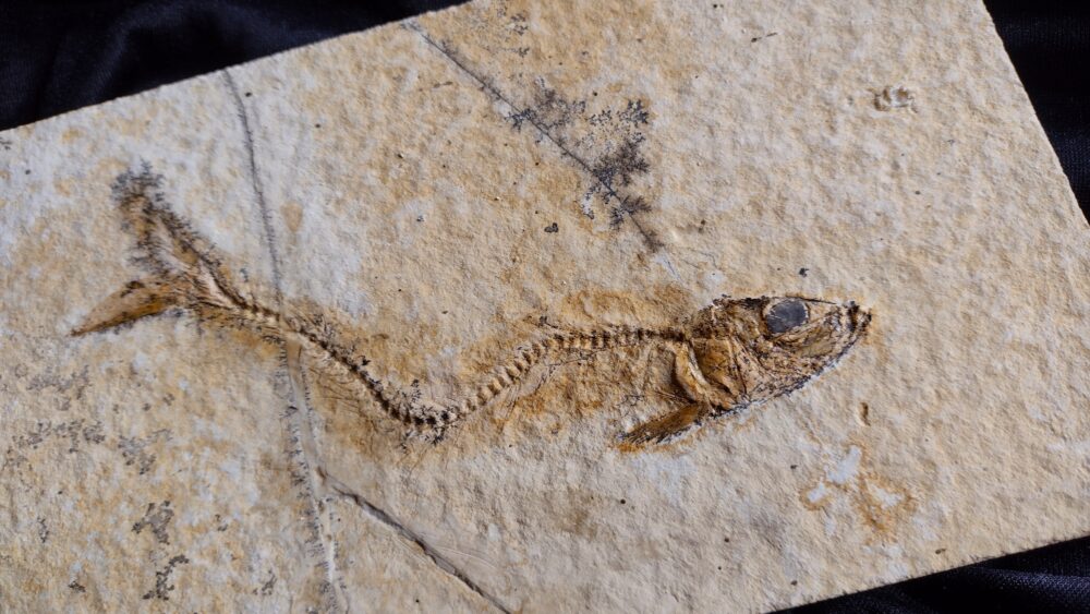Fisch Tharsis dubius, Malm, Solnhofen  * verkauft *
