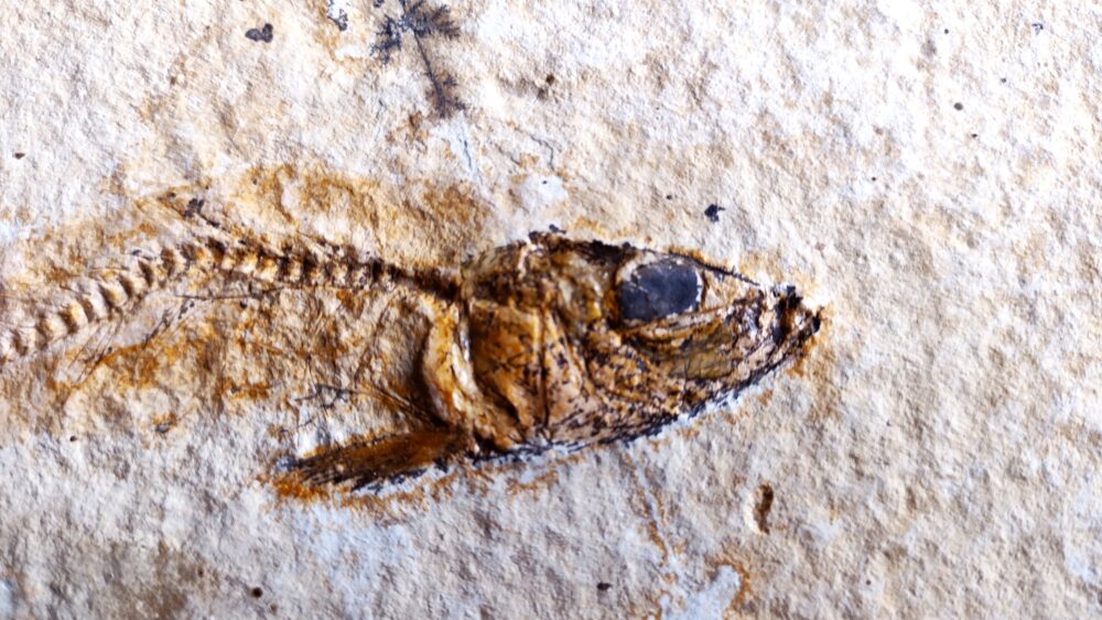 Fisch Tharsis dubius, Malm, Solnhofen  * verkauft *