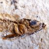 Fisch Tharsis dubius, Malm, Solnhofen  * verkauft *