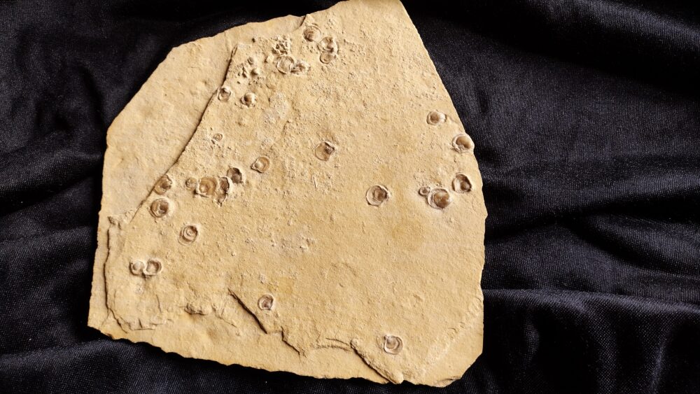 Platte mit vielen terebratuliden Brachiopoden, Kehlheim, Goldberg