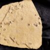 Platte mit vielen terebratuliden Brachiopoden, Kehlheim, Goldberg