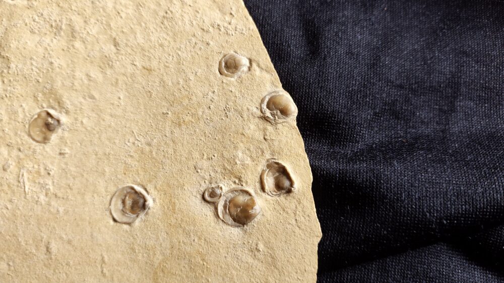 Platte mit vielen terebratuliden Brachiopoden, Kehlheim, Goldberg