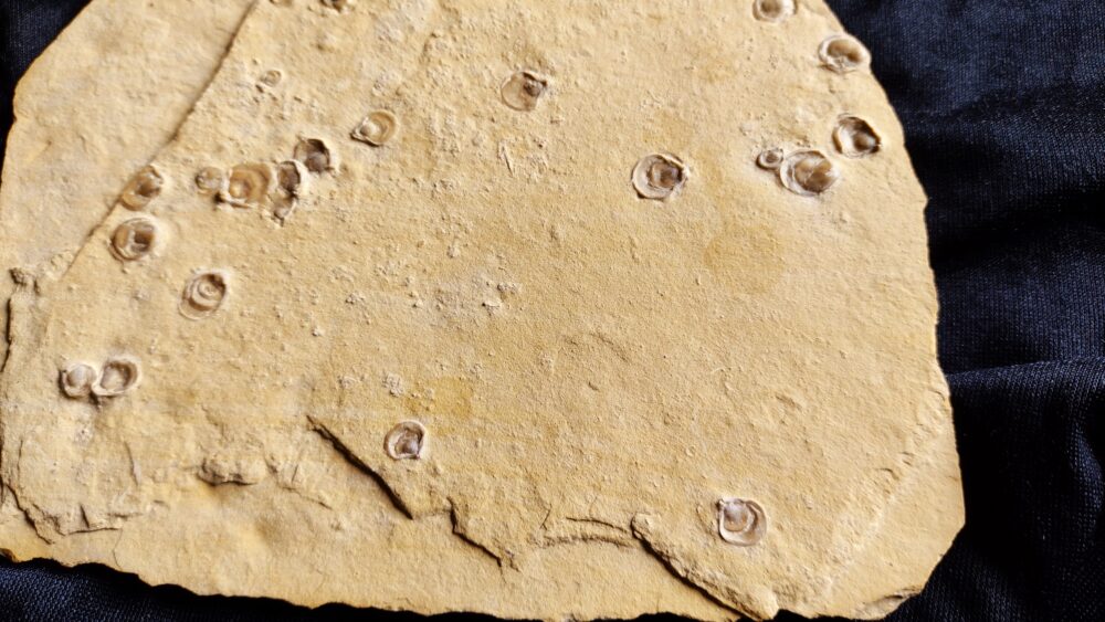 Platte mit vielen terebratuliden Brachiopoden, Kehlheim, Goldberg