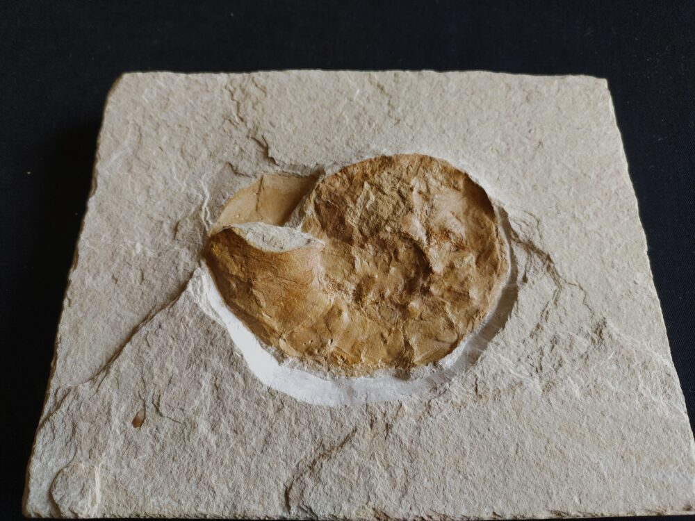 Ammonit: Physodoceras nattheimense, Malm, Plattenkalk, Nusplingen