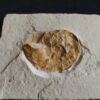 Ammonit: Physodoceras nattheimense, Malm, Plattenkalk, Nusplingen