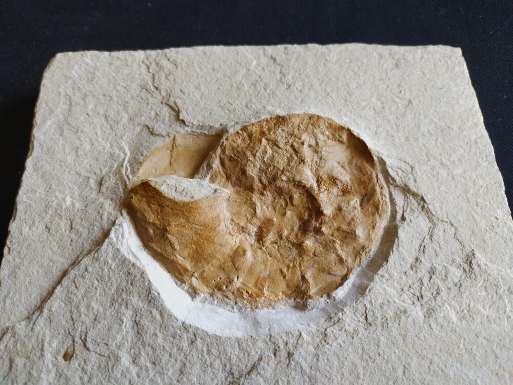 Ammonit: Physodoceras nattheimense, Malm, Plattenkalk, Nusplingen