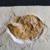 Ammonit: Physodoceras nattheimense, Malm, Plattenkalk, Nusplingen