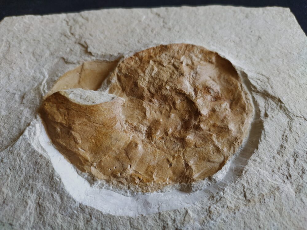 Ammonit: Physodoceras nattheimense, Malm, Plattenkalk, Nusplingen