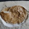 Ammonit: Physodoceras nattheimense, Malm, Plattenkalk, Nusplingen