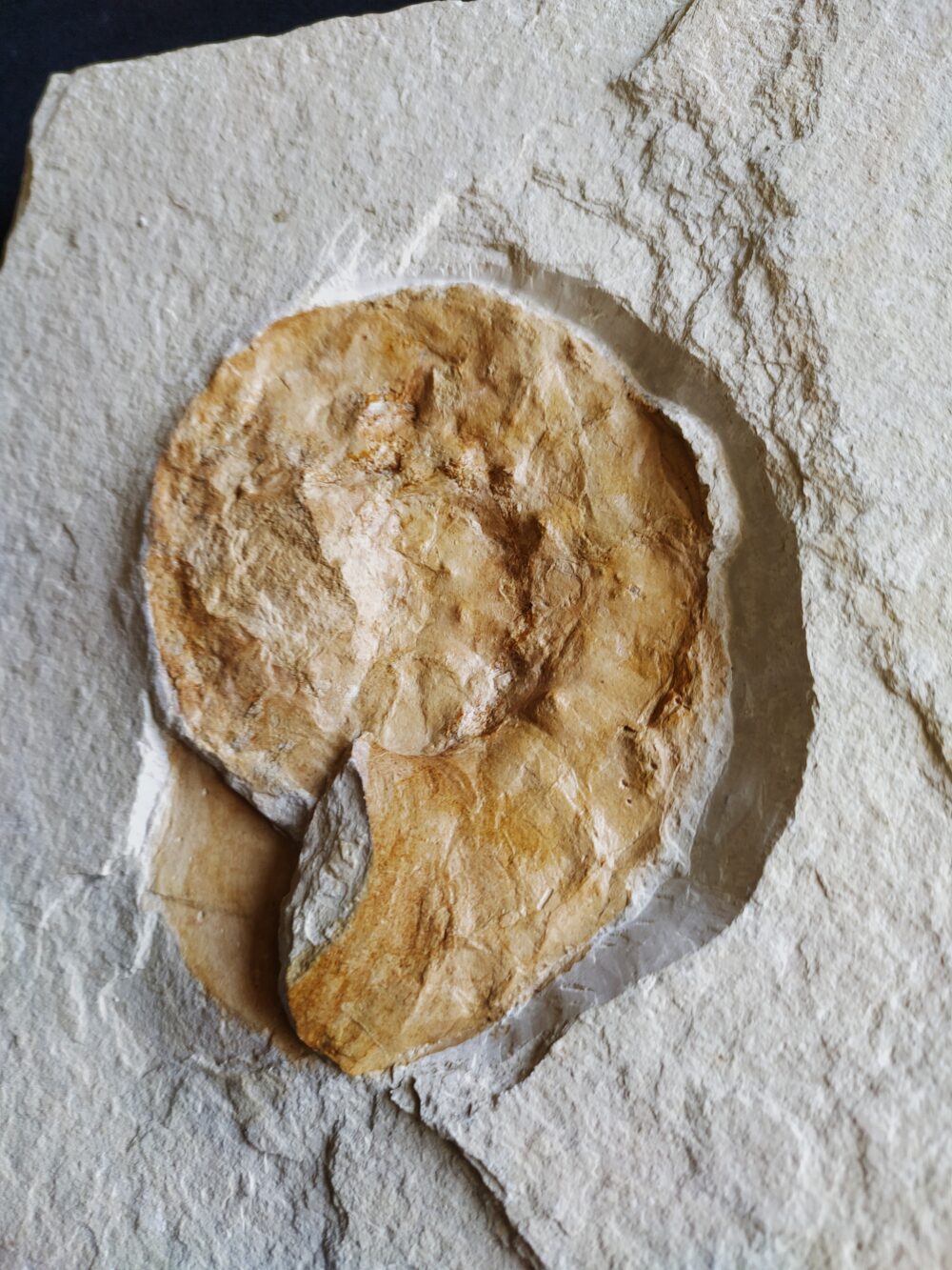 Ammonit: Physodoceras nattheimense, Malm, Plattenkalk, Nusplingen