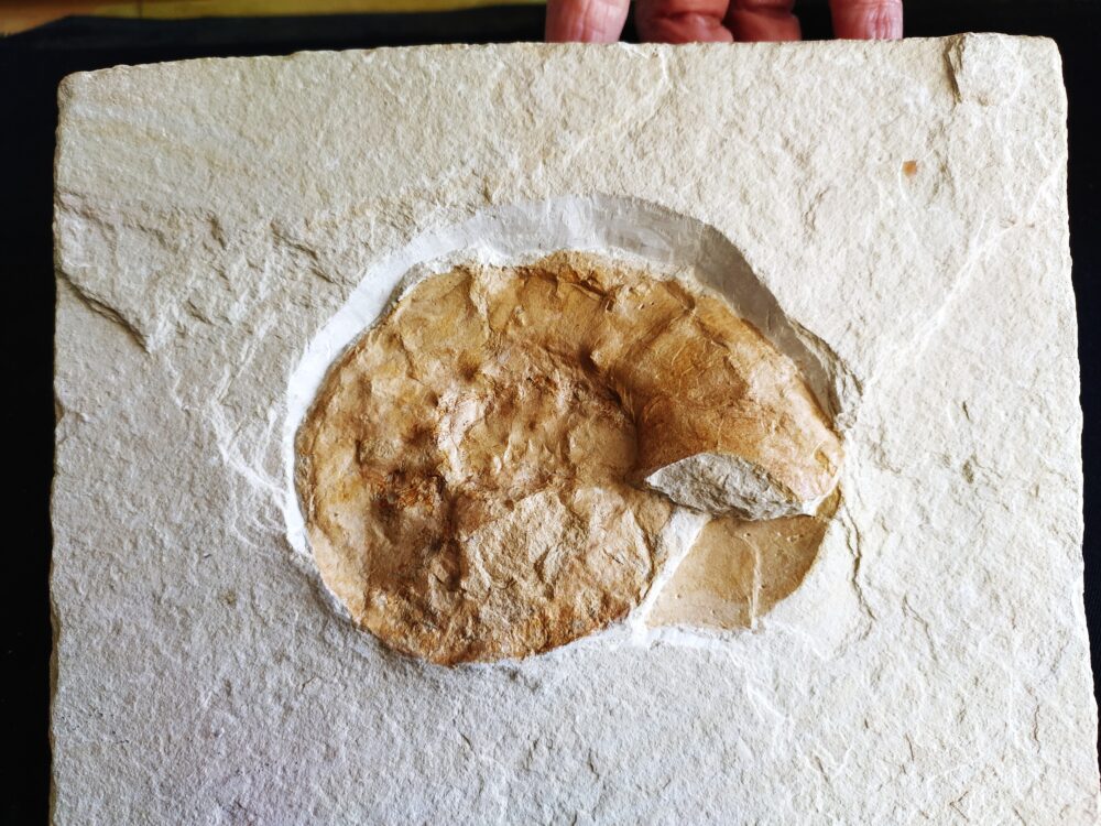 Ammonit: Physodoceras nattheimense, Malm, Plattenkalk, Nusplingen