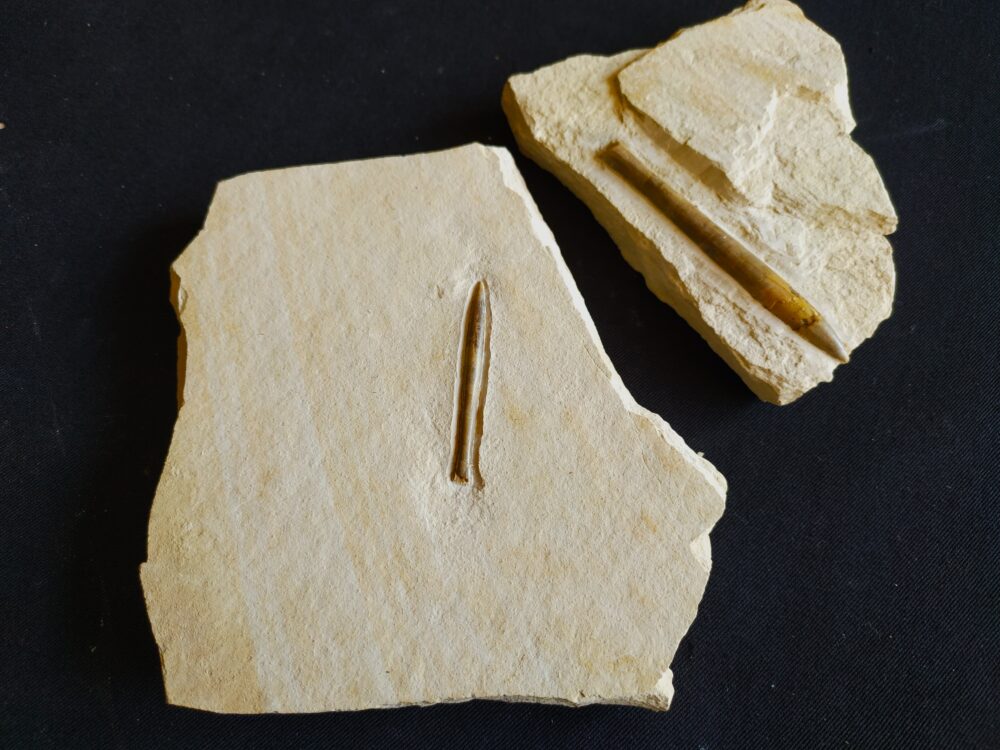 Zwei Belemniten, Hibolithes semisulcatus, Malm, Plattenkalk, Nusplingen
