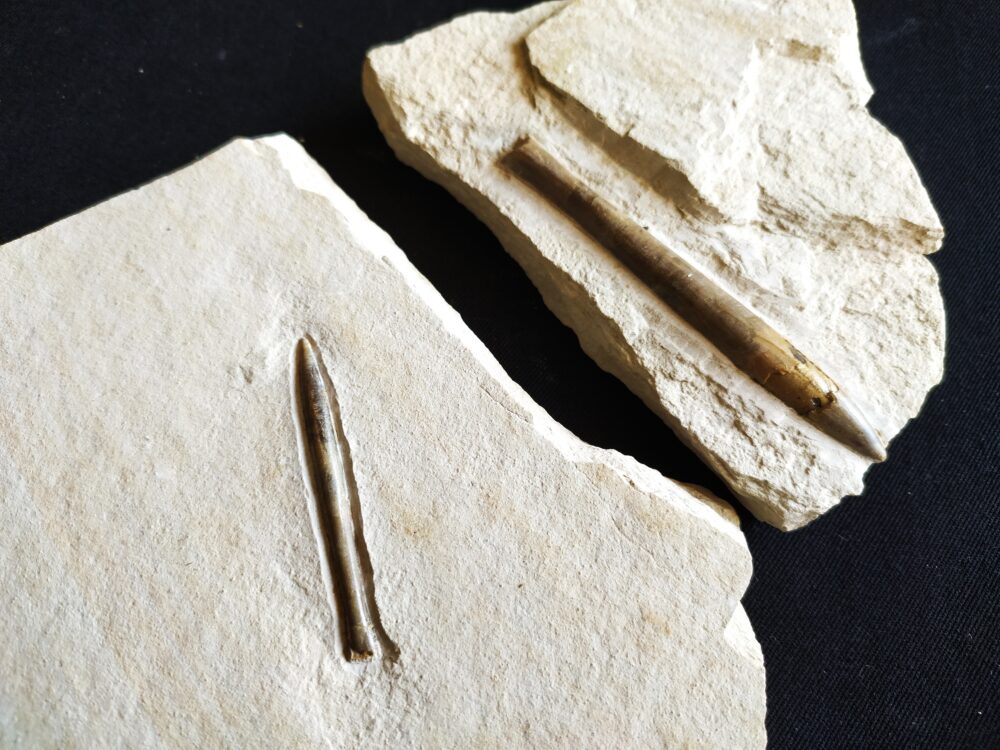 Zwei Belemniten, Hibolithes semisulcatus, Malm, Plattenkalk, Nusplingen