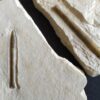 Zwei Belemniten, Hibolithes semisulcatus, Malm, Plattenkalk, Nusplingen