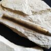 Zwei Belemniten, Hibolithes semisulcatus, Malm, Plattenkalk, Nusplingen