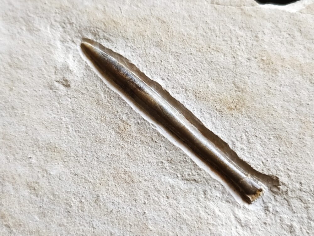 Zwei Belemniten, Hibolithes semisulcatus, Malm, Plattenkalk, Nusplingen