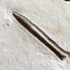 Zwei Belemniten, Hibolithes semisulcatus, Malm, Plattenkalk, Nusplingen