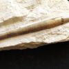 Zwei Belemniten, Hibolithes semisulcatus, Malm, Plattenkalk, Nusplingen