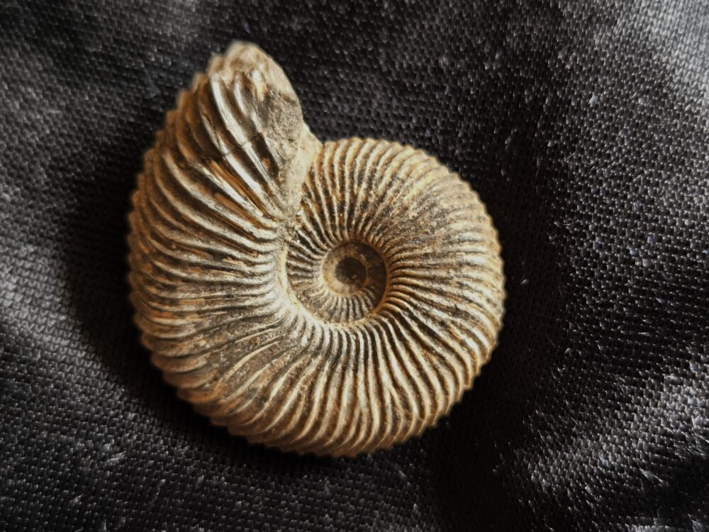 Rar! Pseudocadoceras grewingki, Dogger, Mittelcallovium, Ashton Keynes, England