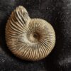 Rar! Pseudocadoceras grewingki, Dogger, Mittelcallovium, Ashton Keynes, England