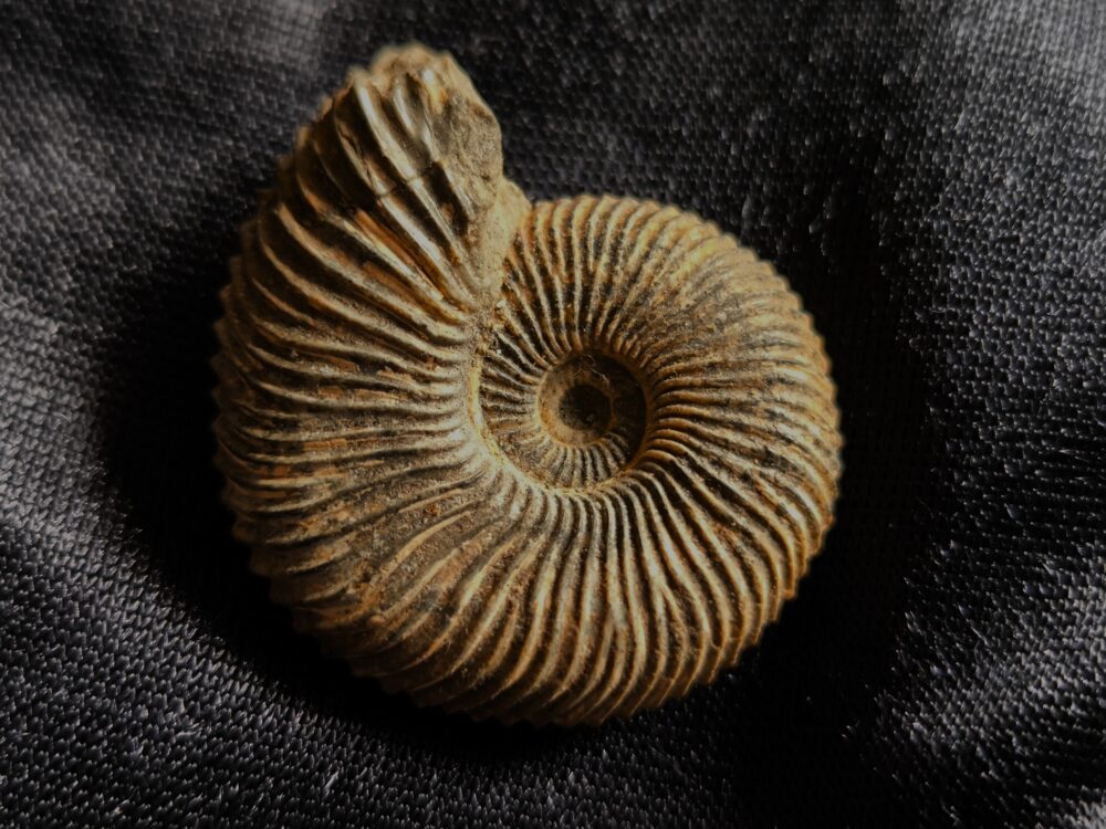 Rar! Pseudocadoceras grewingki, Dogger, Mittelcallovium, Ashton Keynes, England