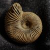 Rar! Pseudocadoceras grewingki, Dogger, Mittelcallovium, Ashton Keynes, England