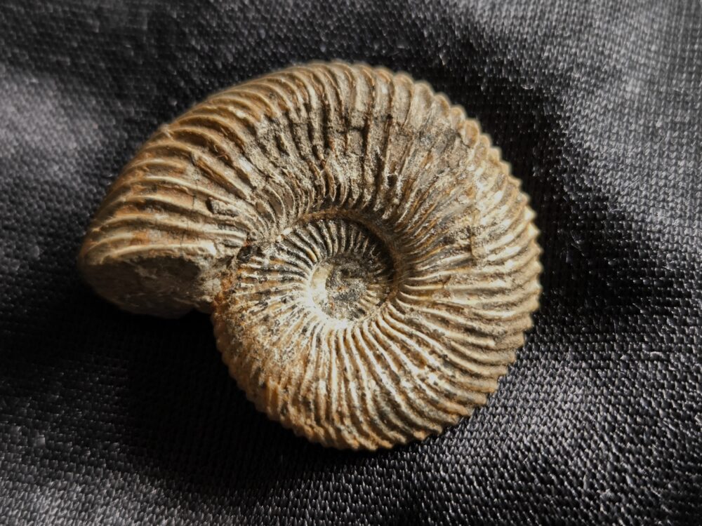 Rar! Pseudocadoceras grewingki, Dogger, Mittelcallovium, Ashton Keynes, England