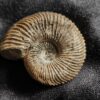 Rar! Pseudocadoceras grewingki, Dogger, Mittelcallovium, Ashton Keynes, England
