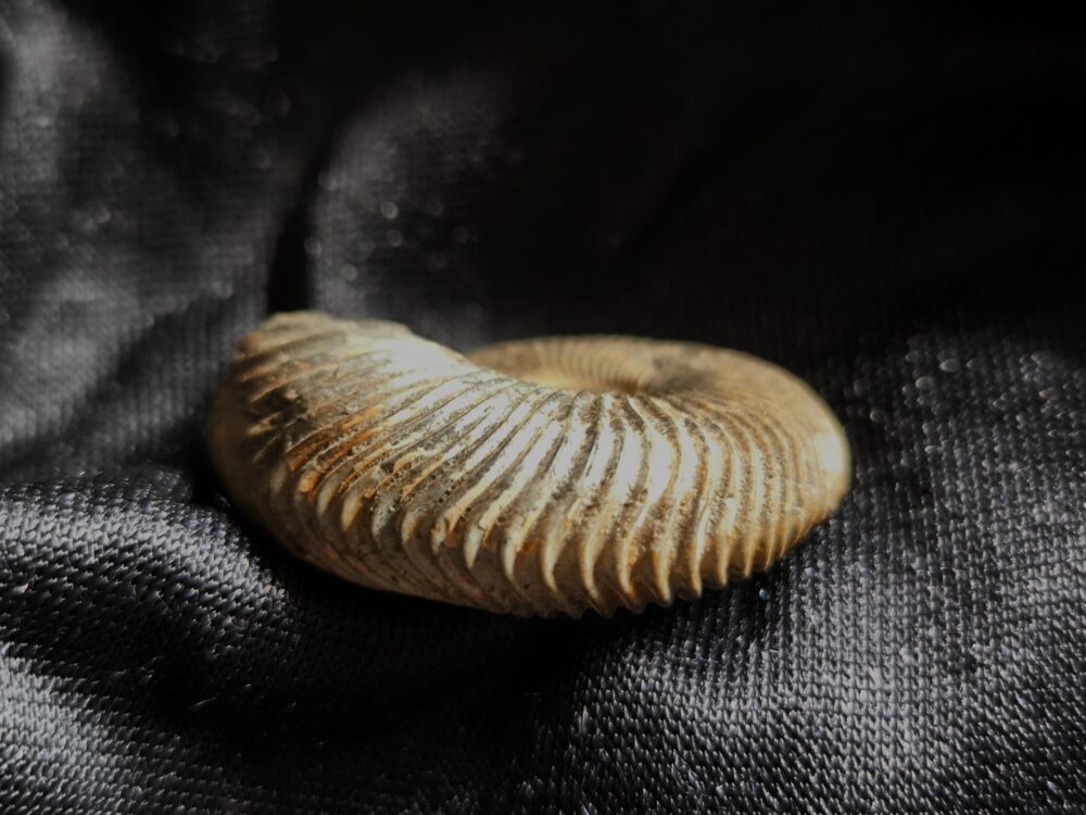 Rar! Pseudocadoceras grewingki, Dogger, Mittelcallovium, Ashton Keynes, England