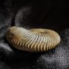 Rar! Pseudocadoceras grewingki, Dogger, Mittelcallovium, Ashton Keynes, England