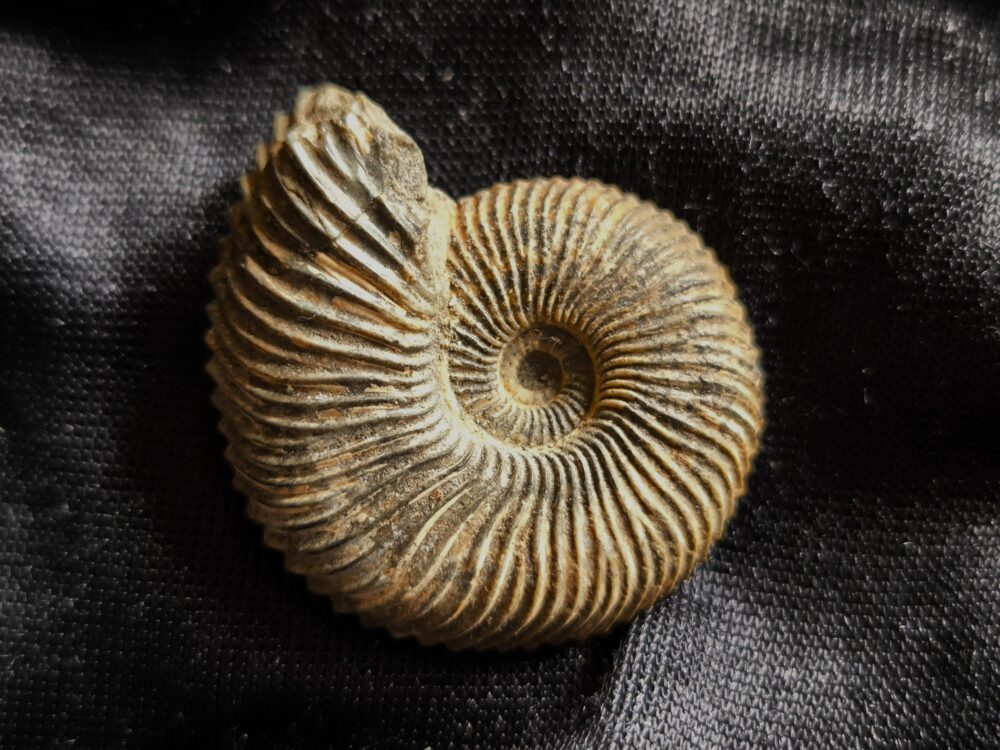 Rar! Pseudocadoceras grewingki, Dogger, Mittelcallovium, Ashton Keynes, England