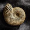 Rar! Pseudocadoceras grewingki, Dogger, Mittelcallovium, Ashton Keynes, England