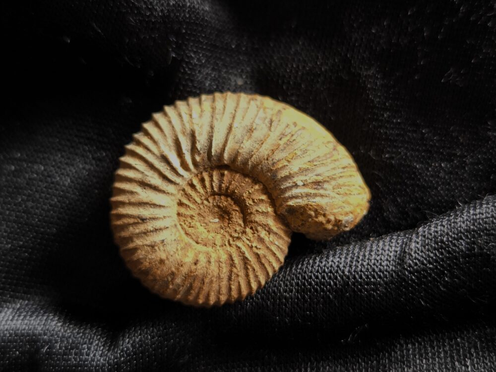 Toricellites hexagonus, Dogger, Hannover, Mühlenberg