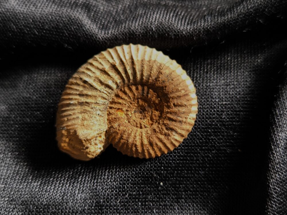 Toricellites hexagonus, Dogger, Hannover, Mühlenberg