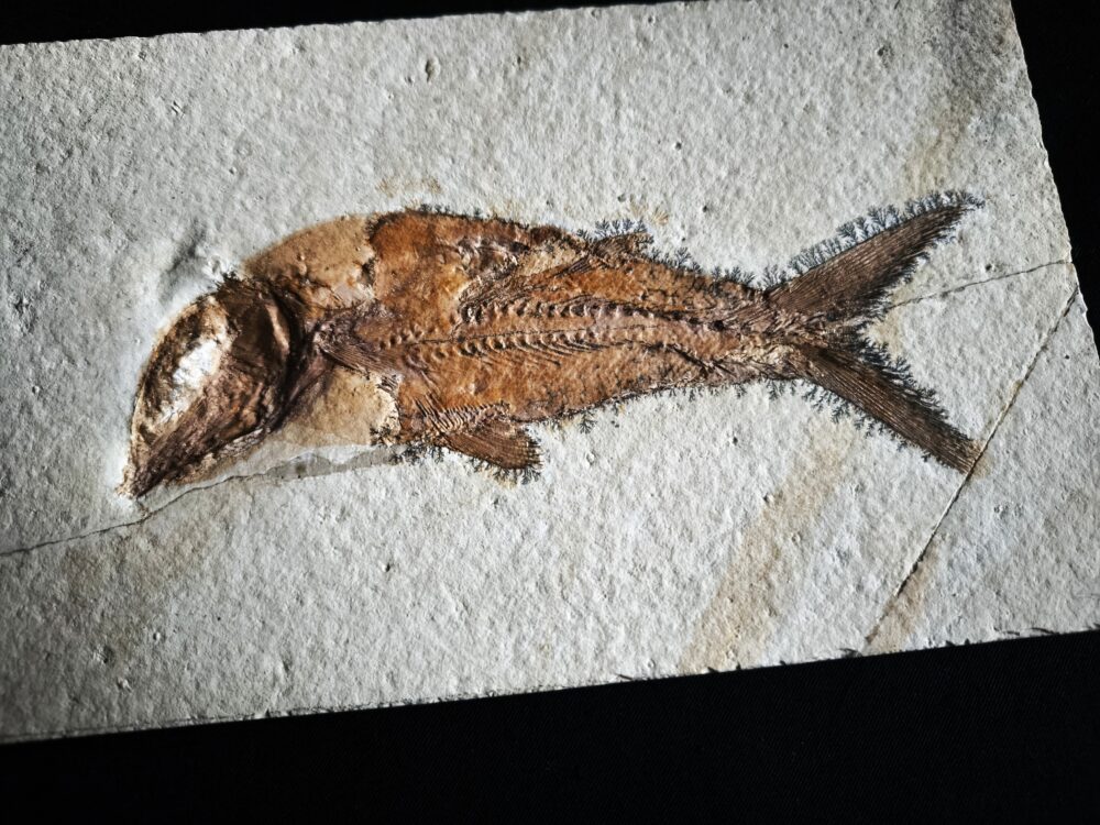 Fisch: Caturus furcatus, Malm, Plattenkalk, Solnhofen