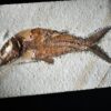 Fisch: Caturus furcatus, Malm, Plattenkalk, Solnhofen