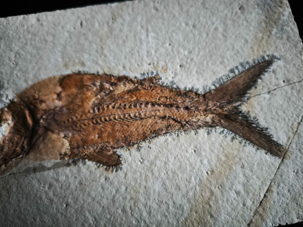 Fisch: Caturus furcatus, Malm, Plattenkalk, Solnhofen