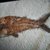 Fisch: Caturus furcatus, Malm, Plattenkalk, Solnhofen