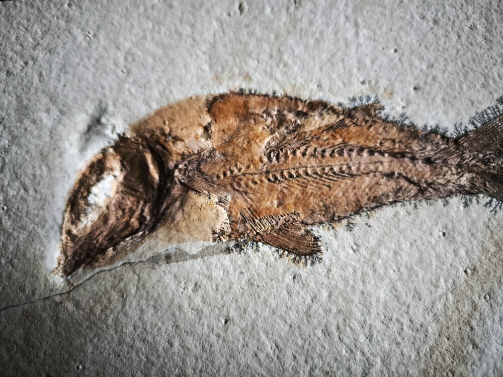 Fisch: Caturus furcatus, Malm, Plattenkalk, Solnhofen