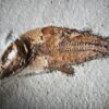 Fisch: Caturus furcatus, Malm, Plattenkalk, Solnhofen