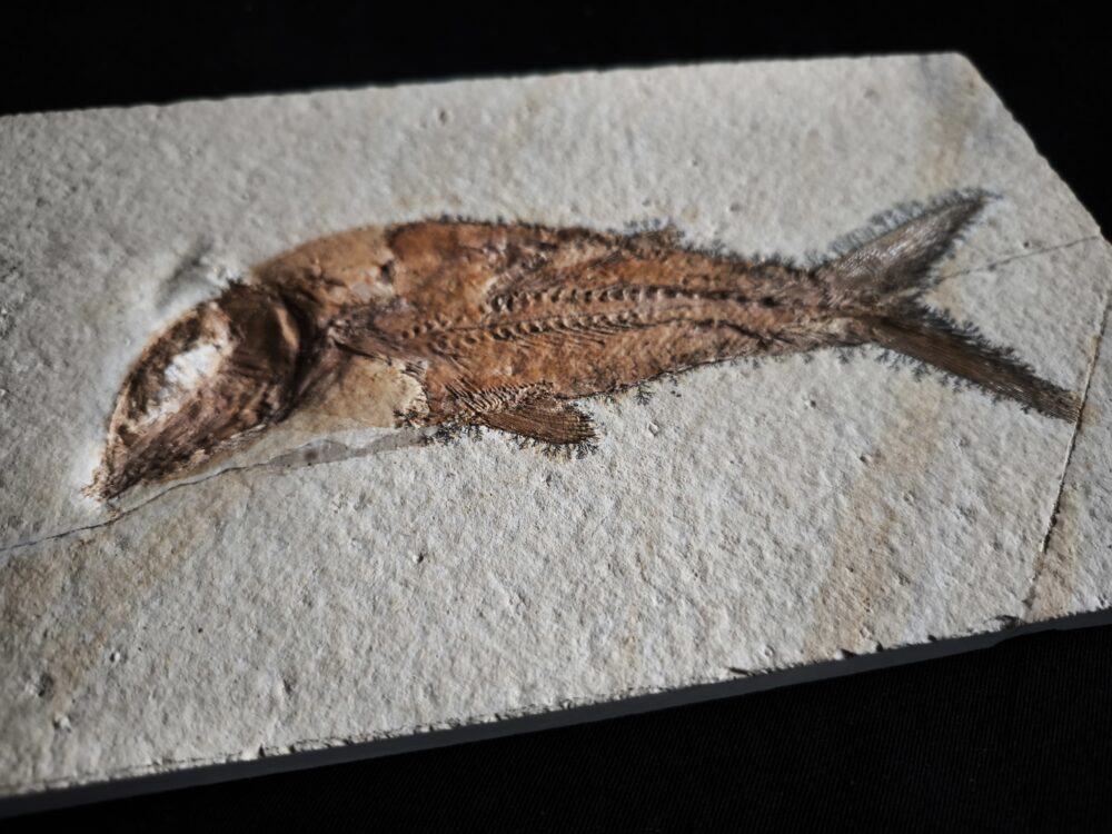 Fisch: Caturus furcatus, Malm, Plattenkalk, Solnhofen