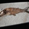 Fisch: Caturus furcatus, Malm, Plattenkalk, Solnhofen