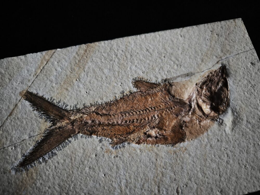 Fisch: Caturus furcatus, Malm, Plattenkalk, Solnhofen