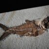 Fisch: Caturus furcatus, Malm, Plattenkalk, Solnhofen